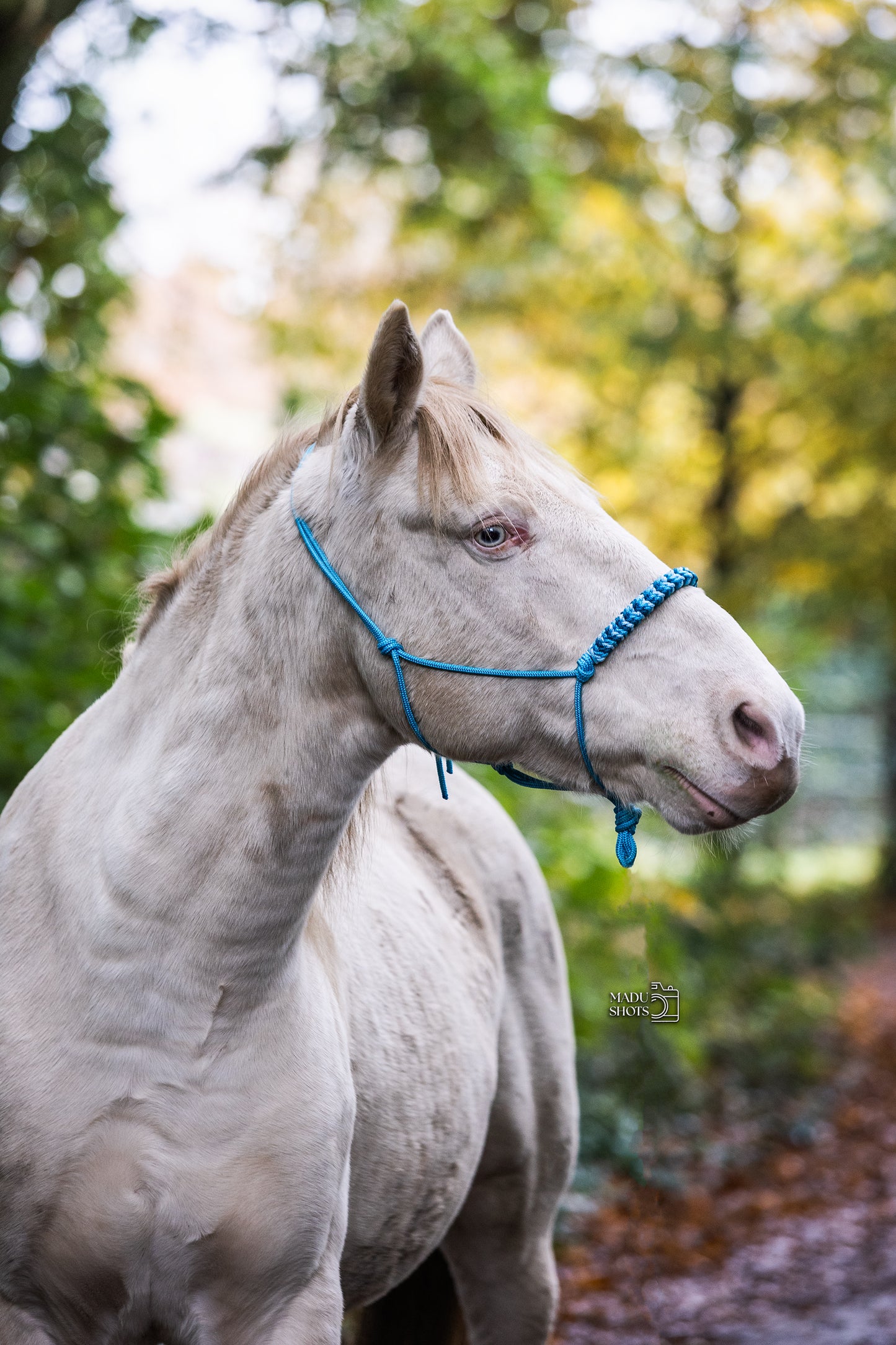 Millie Mae: Oceans Blue eleven Halsterset 🌊✨💧