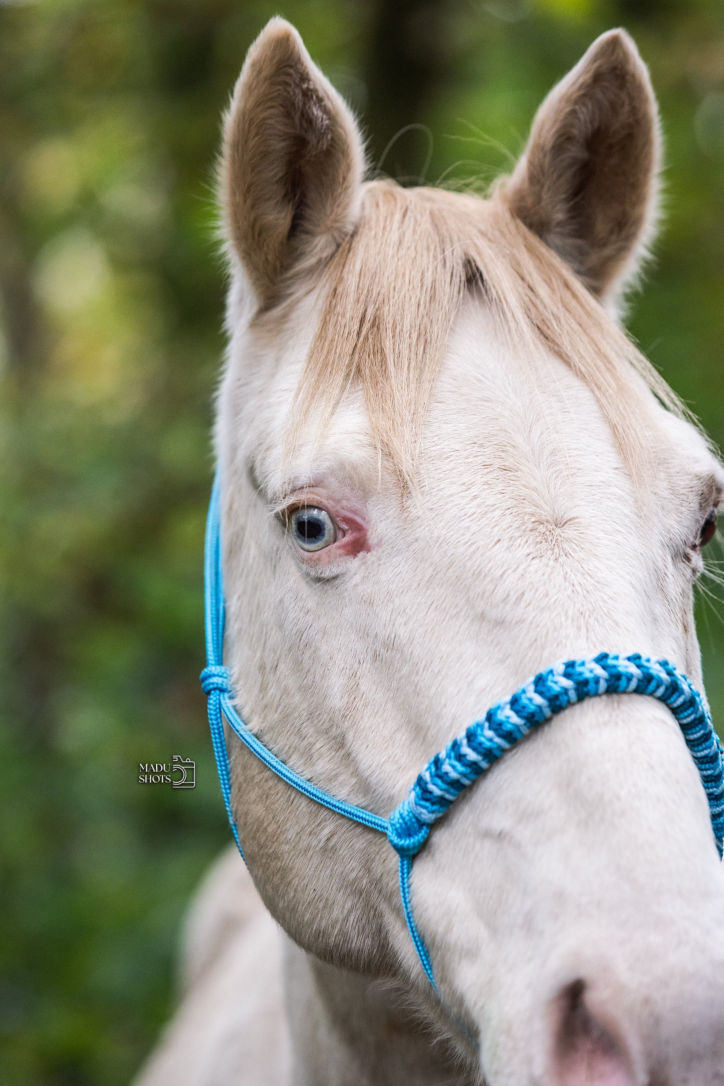 Millie Mae: Oceans Blue eleven πβ¨π§