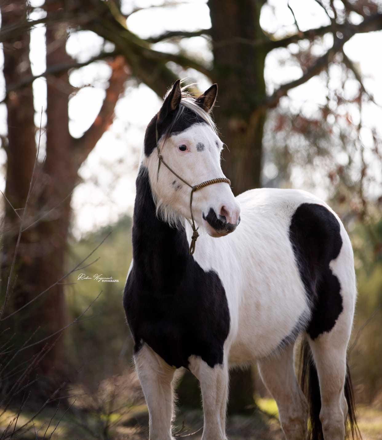 Touwhalster twisted trouble 2025-2026