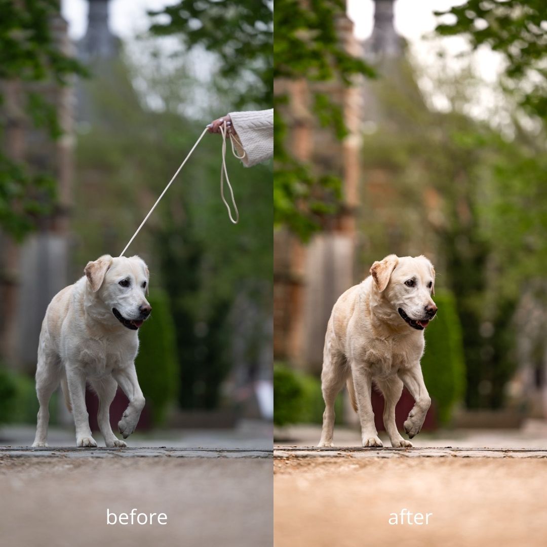 Honden fotografielijn
