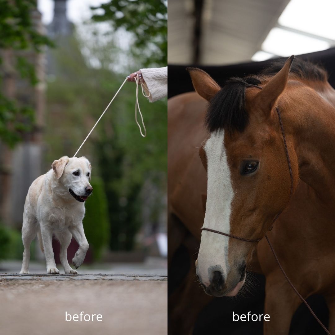 Duo deal - Fotografie Halster & Lijn