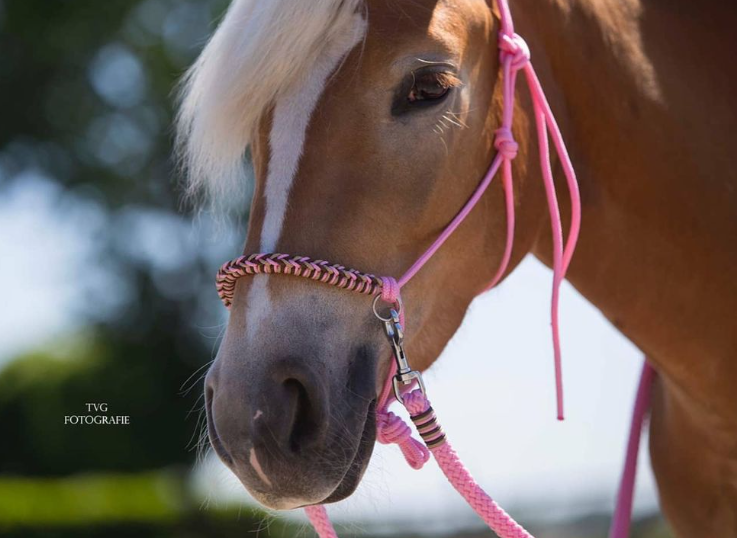 Rope halter charlot braid baby pink