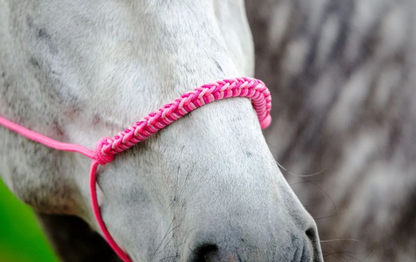 Rope halter charlotbraid: Barbie!