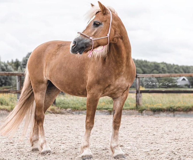 Stel je eigen touwhalster samen: Charlot braid