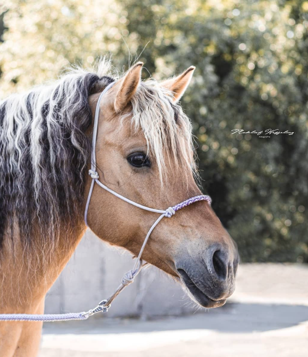 Rope halter charlot braid Lilac