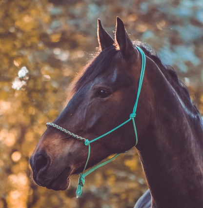 Stel je eigen touwhalster samen: Charlot braid