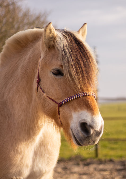 Touwhalster vissengraat 2025-2026